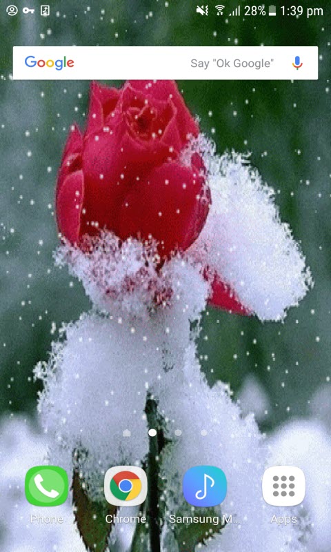 Snowy Red Rose LWP