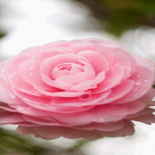 Blooming Pink Rose LWP