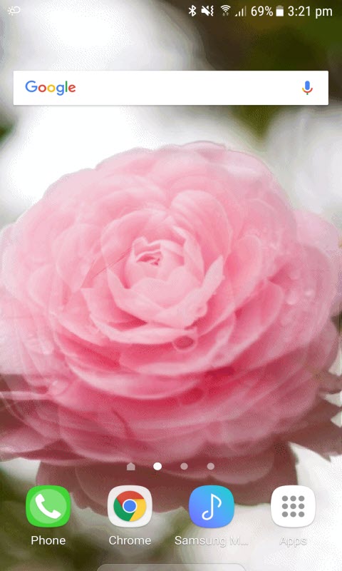 Blooming Pink Rose LWP