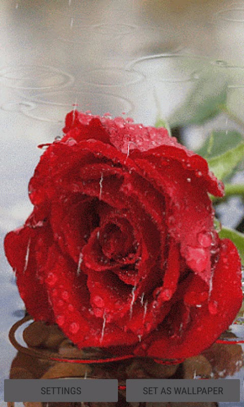 Dewy Rainy Rose LWP