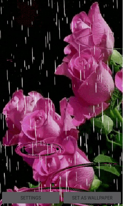 Lovely Rainy Roses LWP