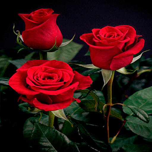 Lovely Red Roses LWP
