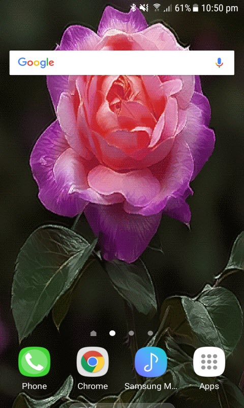 Pink Rose Beauty LWP