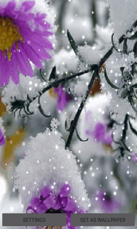 Snowy Purple Flower LWP