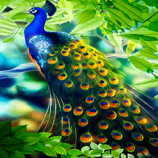Peacock Beauty Live Wallpaper