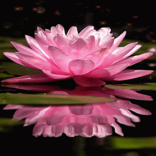 Pink Lotus Live Wallpaper