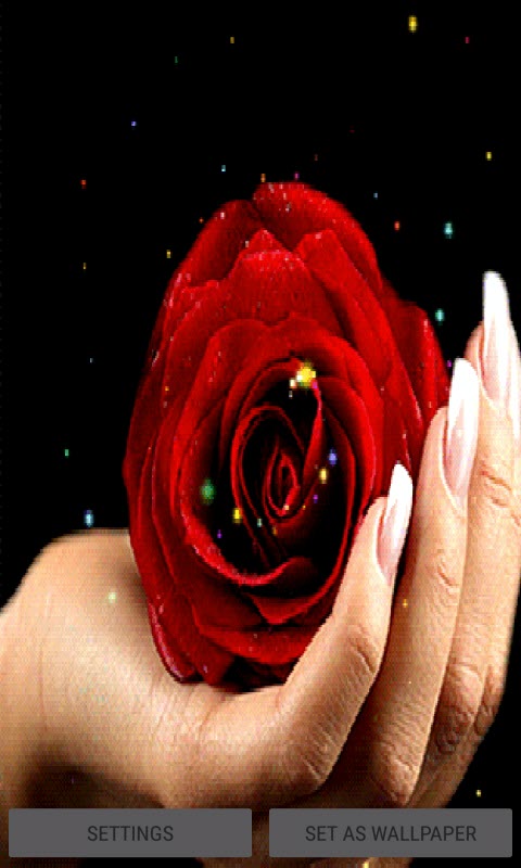 Rose On Hand LWP