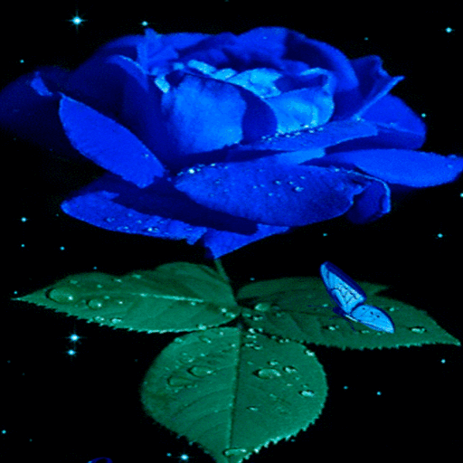 Blue Rose Beauty LWP