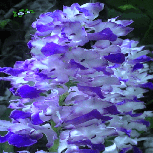 Blue White Flowers LWP