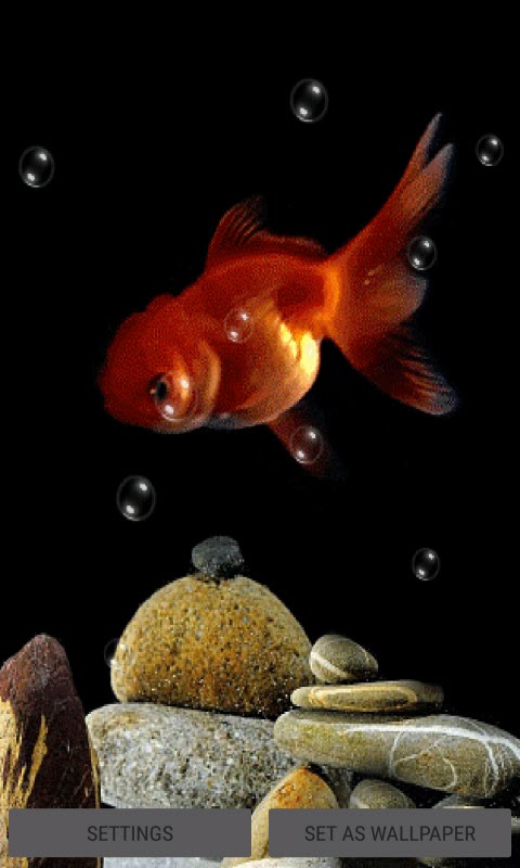 Orange Fish Bubble LWP