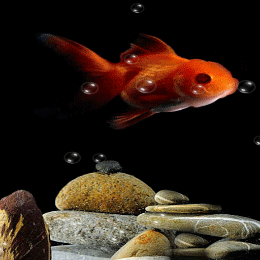 Orange Fish Bubble LWP