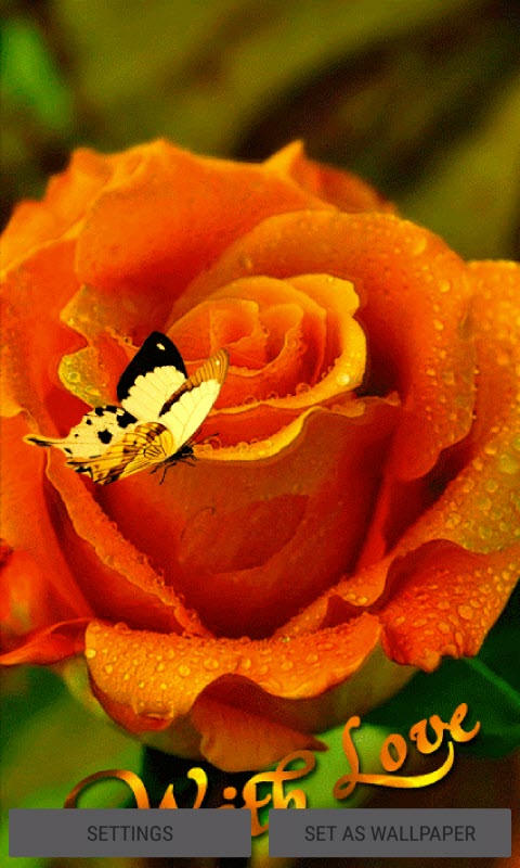 Orange Rose Butterfly LWP