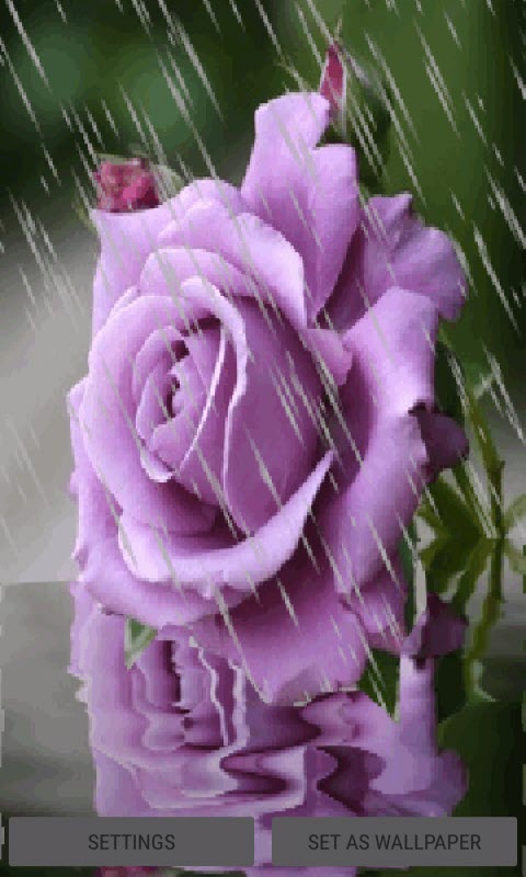 Rainy Purple Flower LWP