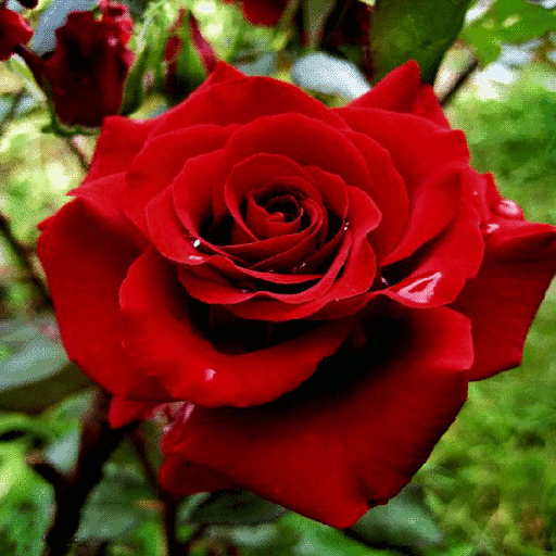 Red Rose Flower LWP