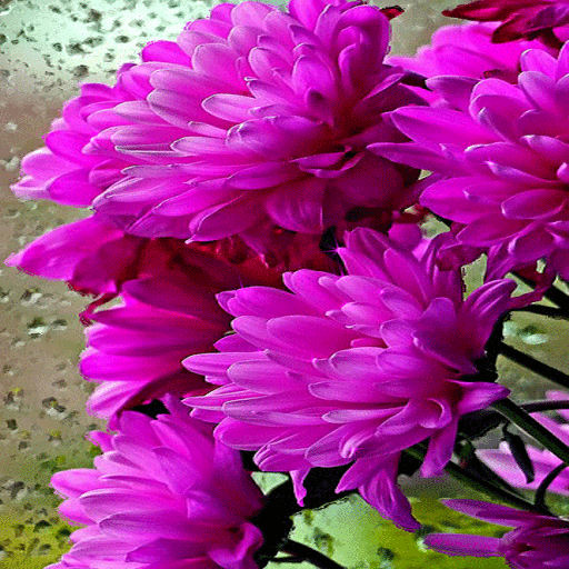 Shiny Flowers Live Wallpaper