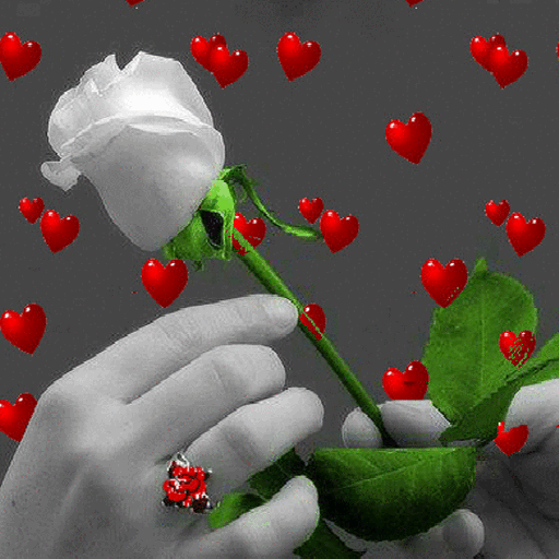 Valentine White Rose LWP