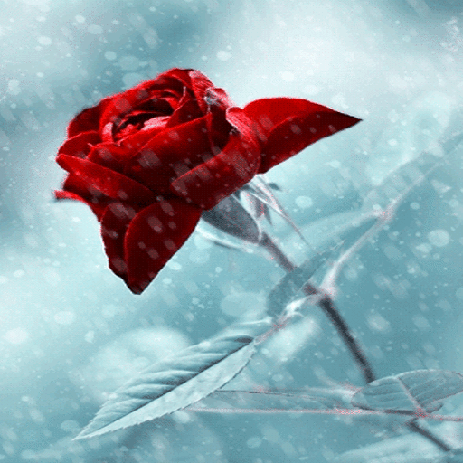 Winter Red Rose LWP