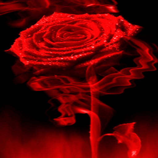 Fiery Red Rose LWP