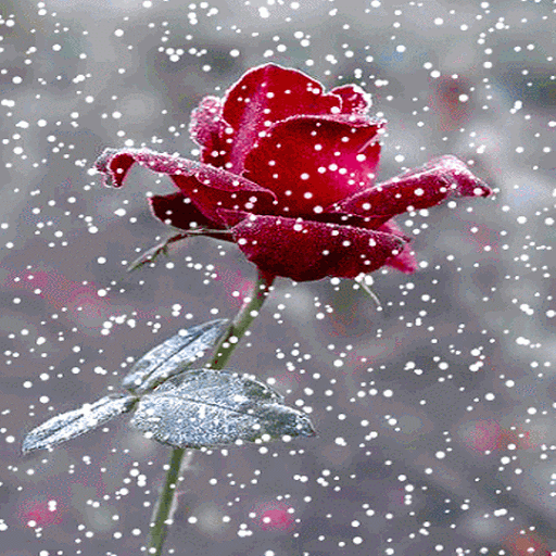 Red Snowy Rose LWP