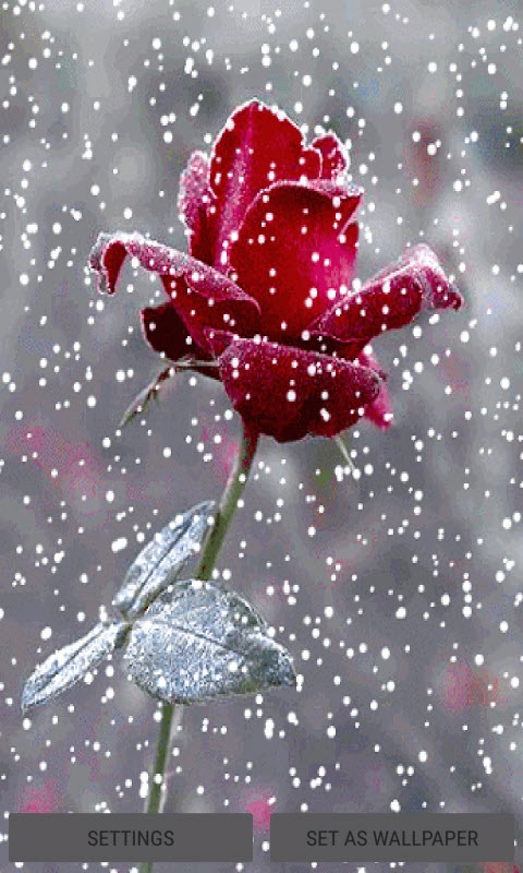 Red Snowy Rose LWP