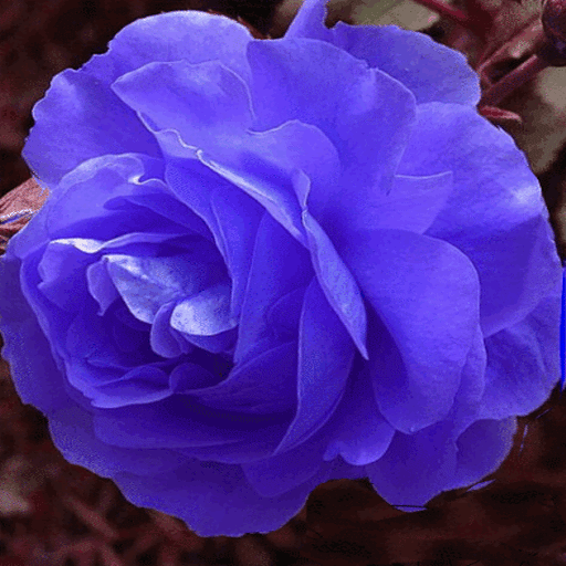 Blue Rose Swing LWP