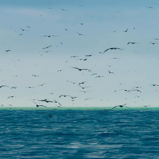 Ocean Birds Live Wallpaper