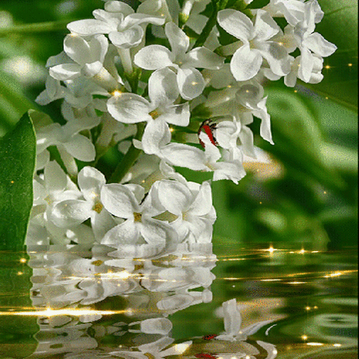 White Magic Flowers LWP