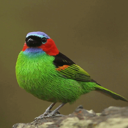 Colorful Bird Live Wallpaper