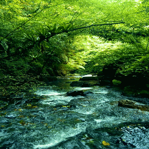 Green Forest River LWP