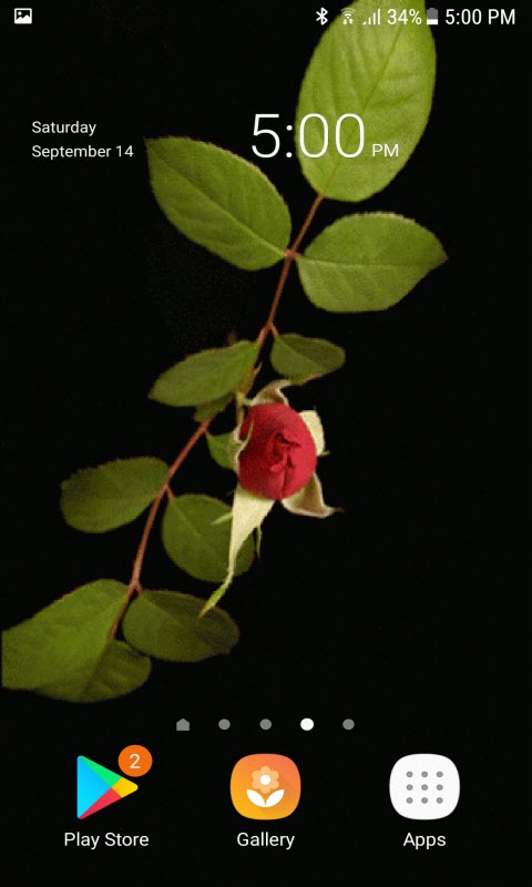 Rose With Leafs LWP