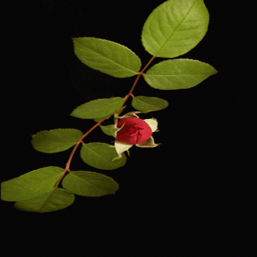Rose With Leafs LWP
