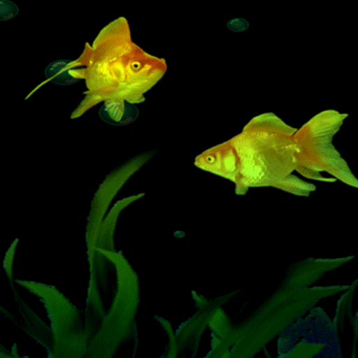 Golden Fishes Live Wallpaper