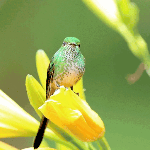 Bird On Flower LWP