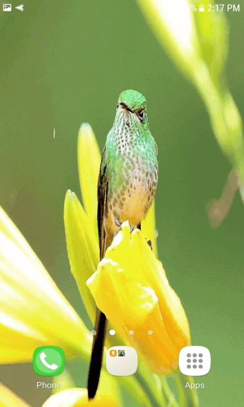 Bird On Flower LWP