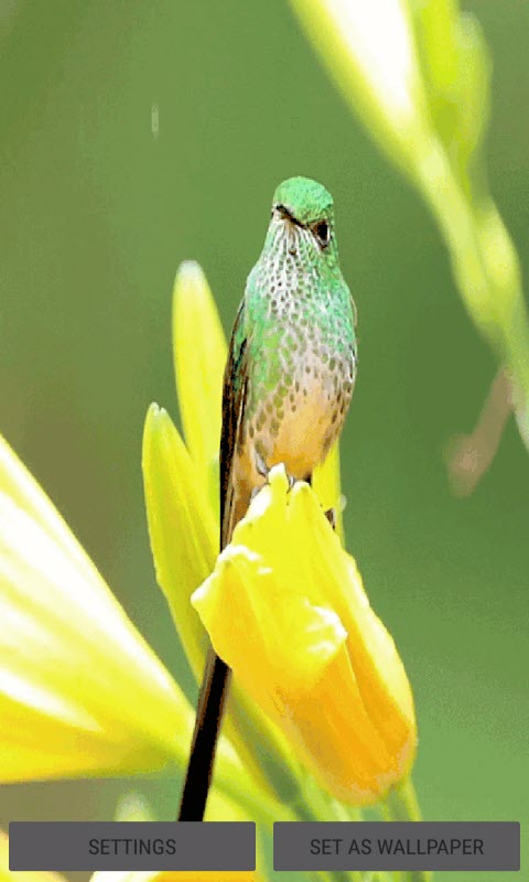 Bird On Flower LWP