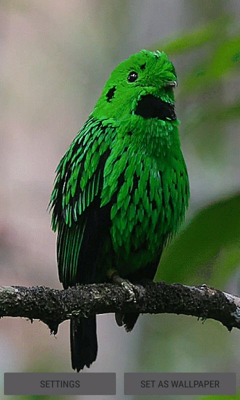 Cute Green Bird LWP