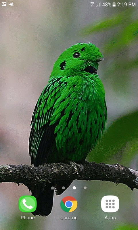 Cute Green Bird LWP