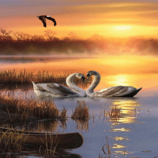 Evening Swan Love LWP