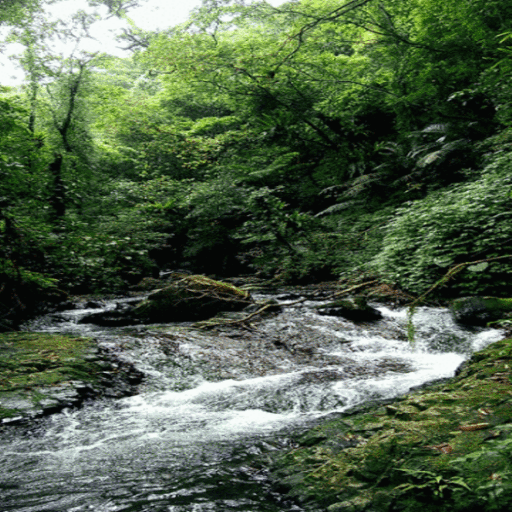 Green Forest Water LWP