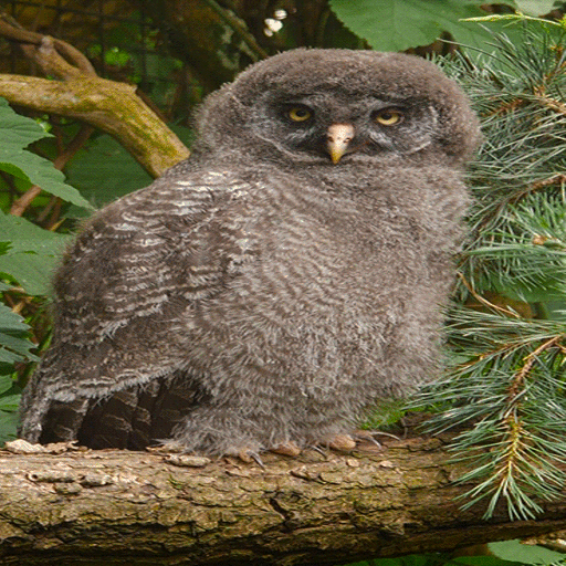 Owl Watching Live Wallpaper