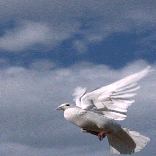 Pigeon Flying Live Wallpaper