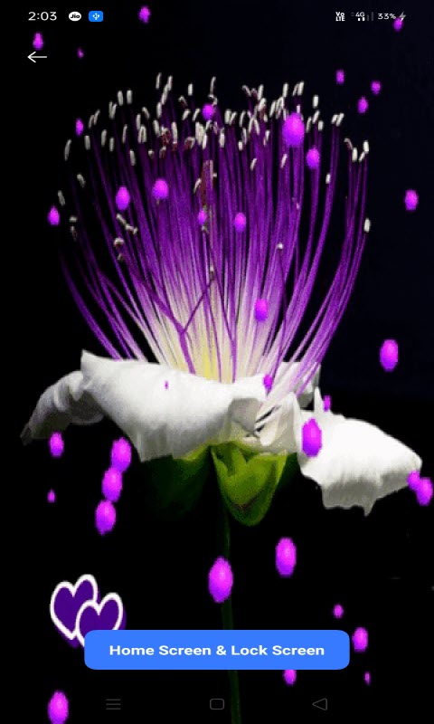 Purple Hearts Flower LWP