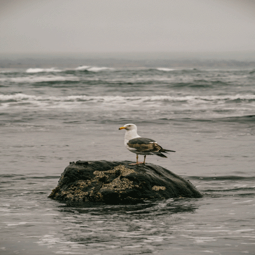 Alone Bird Live Wallpaper