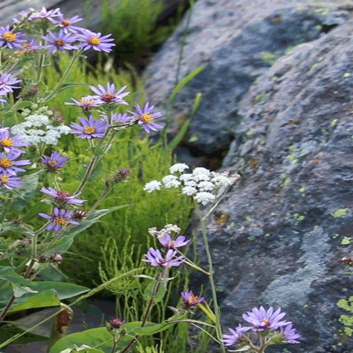 Purple White Flowers LWP
