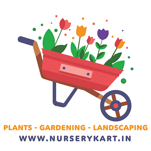 Nursery Kart